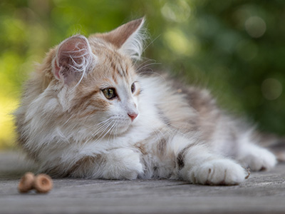 Olie - 12 weeks old