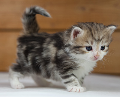 Olie - 4 weeks old