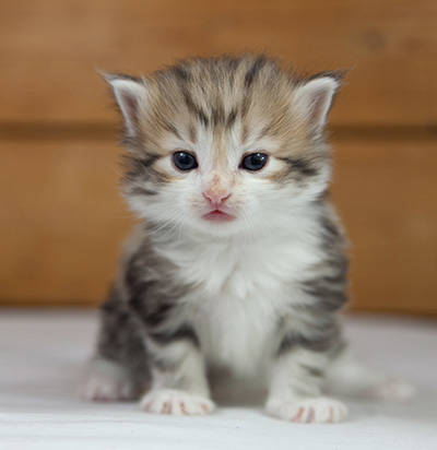 Olie - 4 weeks old