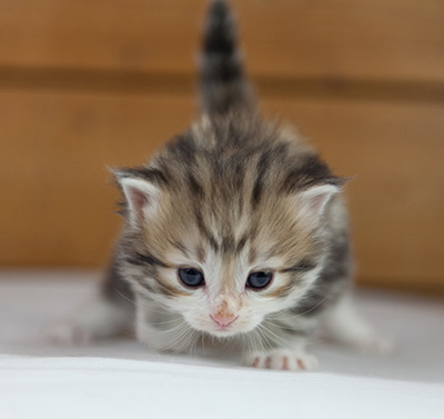 Olie - 4 weeks old