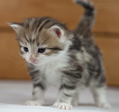 Olie - 4 weeks old