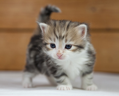 Olie - 4 weeks old