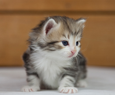 Olie - 4 weeks old