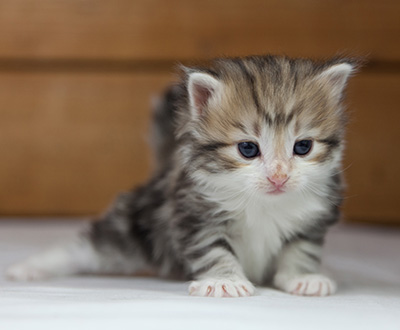 Olie - 4 weeks old