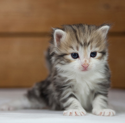 Olie - 4 weeks old