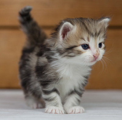 Olie - 4 weeks old