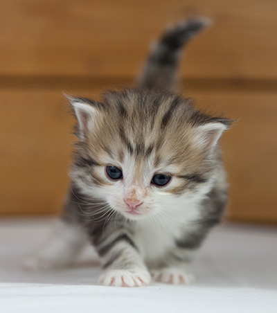 Olie - 4 weeks old