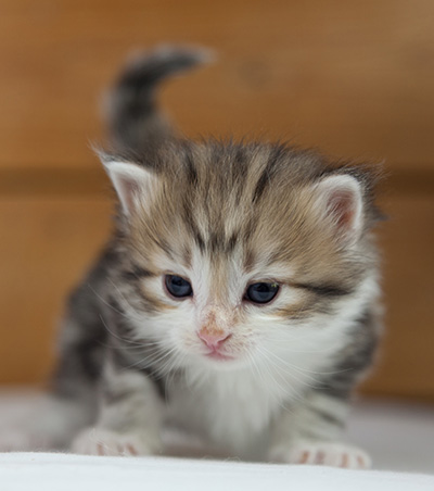 Olie - 4 weeks old