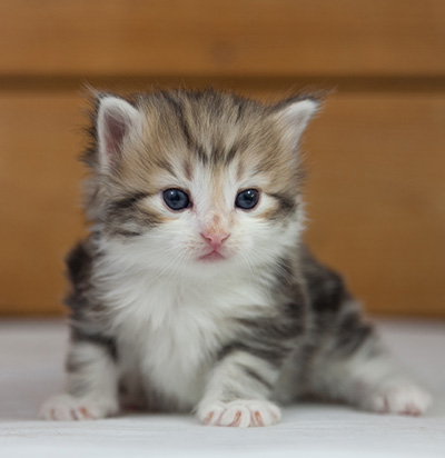 Olie - 4 weeks old