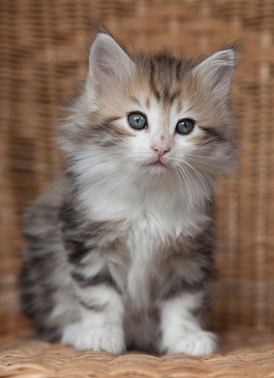 Olie - 7 weeks old
