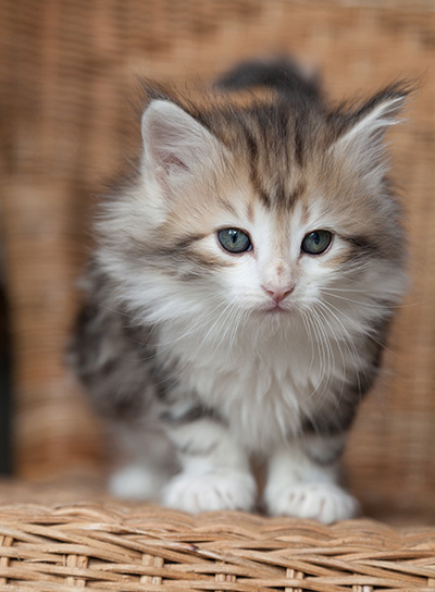Olie - 7 weeks old