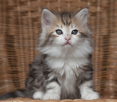 Olie - 7 weeks old
