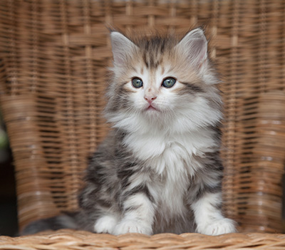 Olie - 7 weeks old