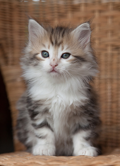 Olie - 7 weeks old