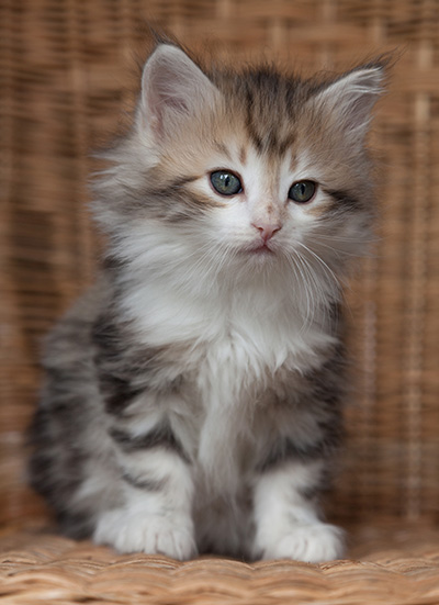 Olie - 7 weeks old