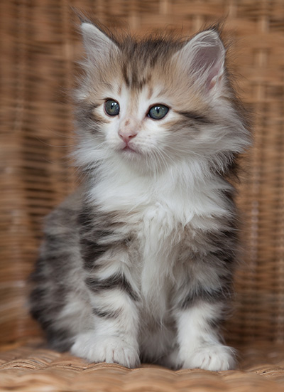 Olie - 7 weeks old