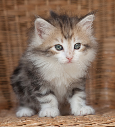 Olie - 7 weeks old