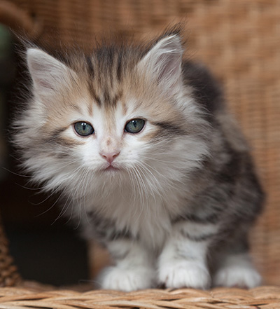 Olie - 7 weeks old