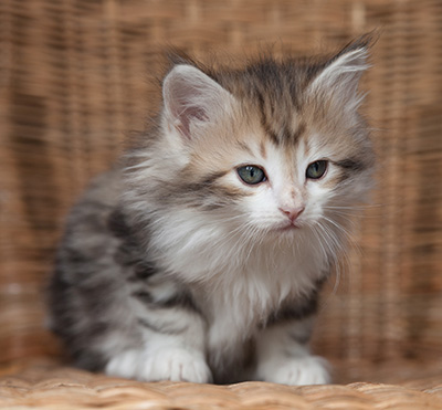 Olie - 7 weeks old