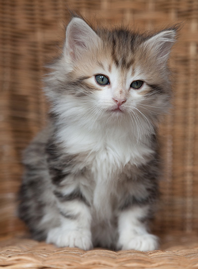 Olie - 7 weeks old