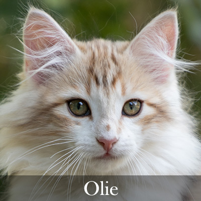 Olie