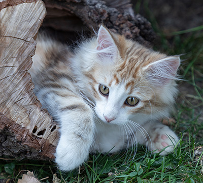 Oona - 12 weeks old