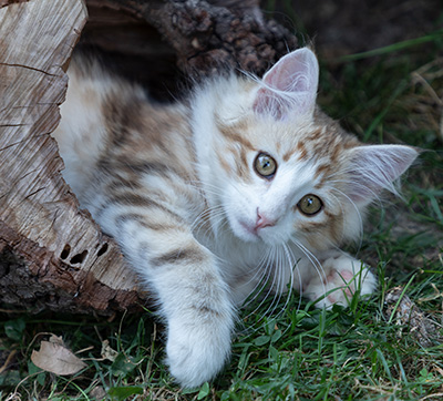 Oona - 12 weeks old