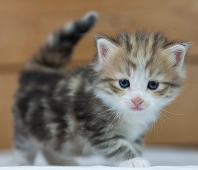 Oona - 4 weeks old