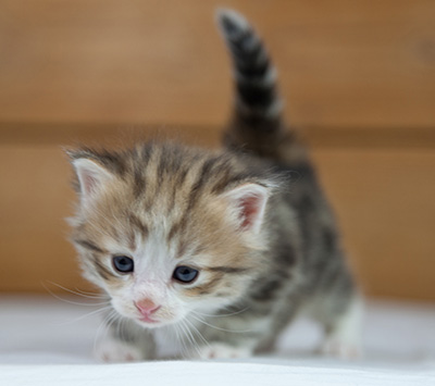 Oona - 4 weeks old