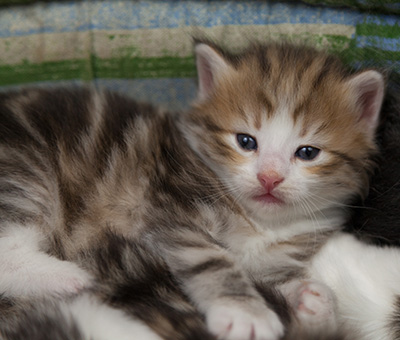 Oona - 4 weeks old
