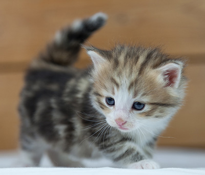 Oona - 4 weeks old