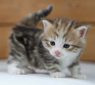 Oona - 4 weeks old