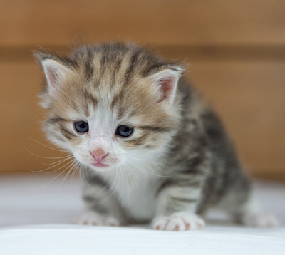 Oona - 4 weeks old