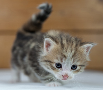 Oona - 4 weeks old