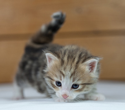 Oona - 4 weeks old