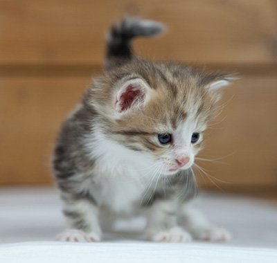 Oona - 4 weeks old
