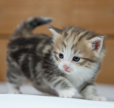 Oona - 4 weeks old
