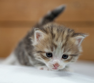 Oona - 4 weeks old