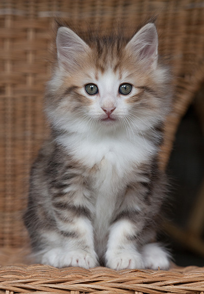 Oona - 7 weeks old