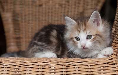 Oona - 7 weeks old