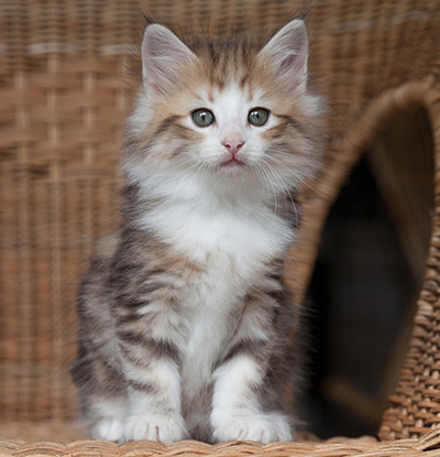 Oona - 7 weeks old