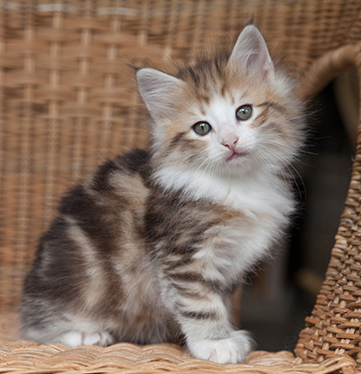 Oona - 7 weeks old