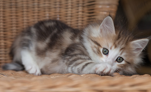 Oona - 7 weeks old