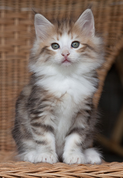 Oona - 7 weeks old