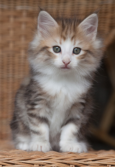 Oona - 7 weeks old