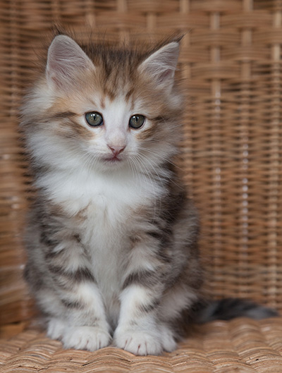 Oona - 7 weeks old