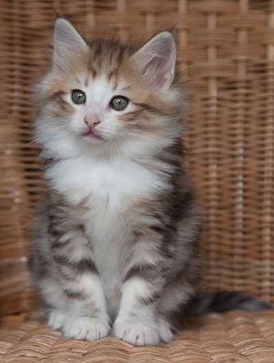 Oona - 7 weeks old