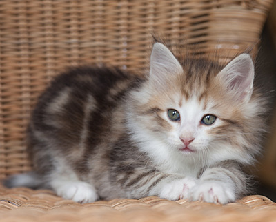 Oona - 7 weeks old