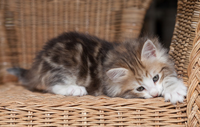 Oona - 7 weeks old