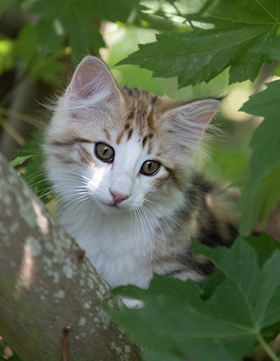 Orion - 12 weeks old